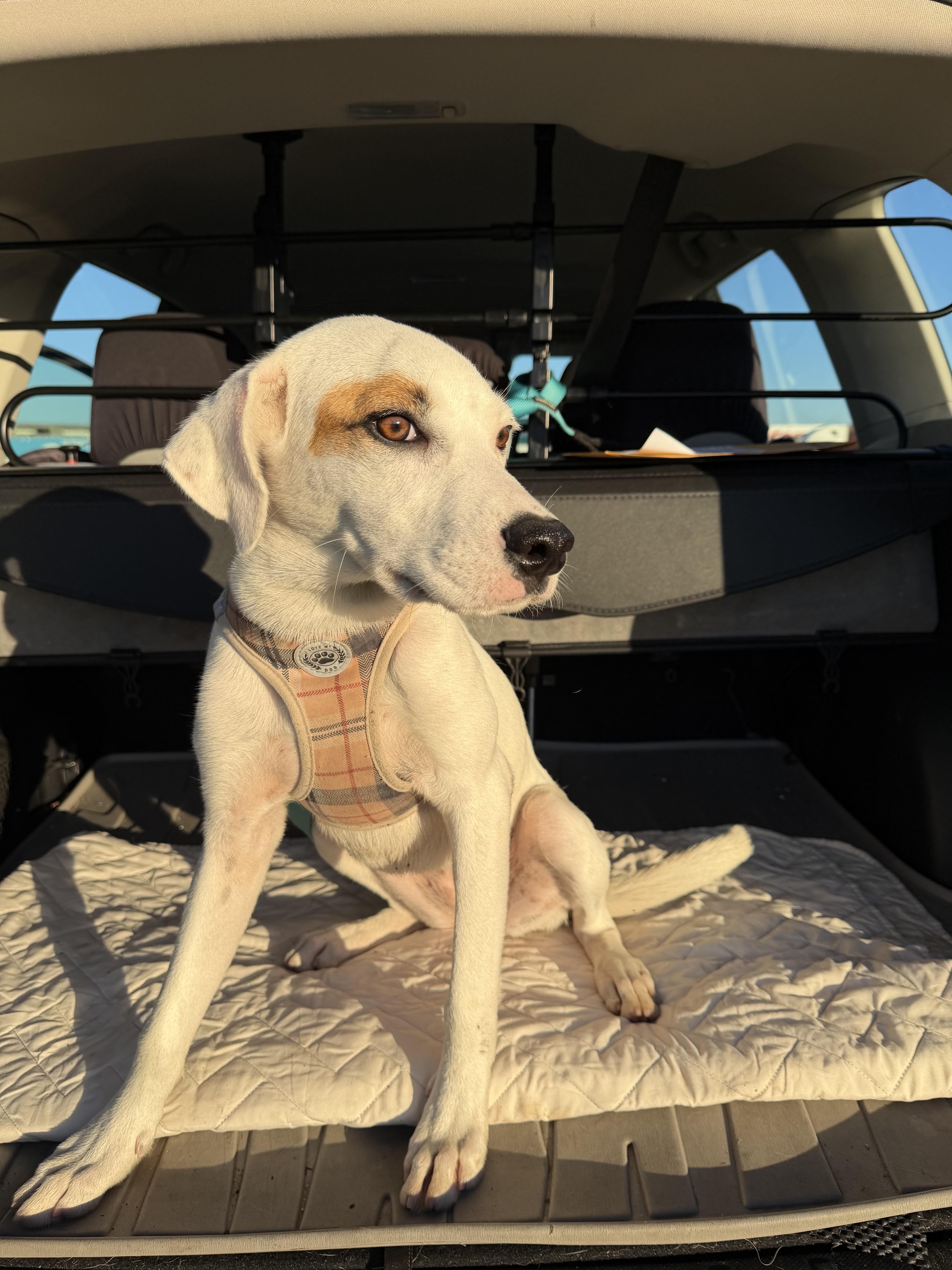 A baby medium-sized female Golden Labrador Retriever dog named Gem for adoption in Harrison, NY