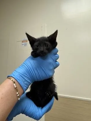 A baby small-sized male Domestic Short Hair cat named Black Velvet for adoption in Honolulu, HI