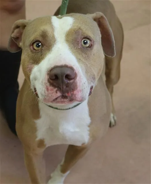 An adult medium-sized male Mixed Breed dog named Plex for adoption in Columbia, SC