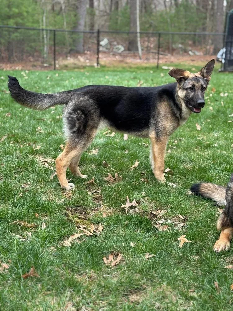 A young medium-sized female Brown / Chocolate German Shepherd Dog dog named Leah for adoption in Saugus, MA