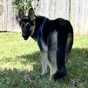 Boomer Aw thumbnail 2