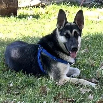 Boomer Aw thumbnail 3