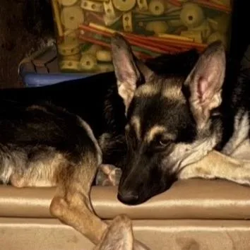 Boomer Aw thumbnail 4