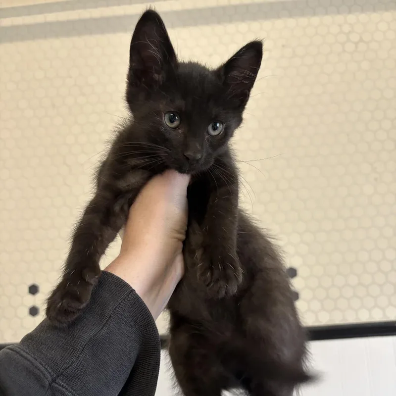 A baby small-sized female Black Domestic Short Hair cat named Arrietty for adoption in Wichita, KS