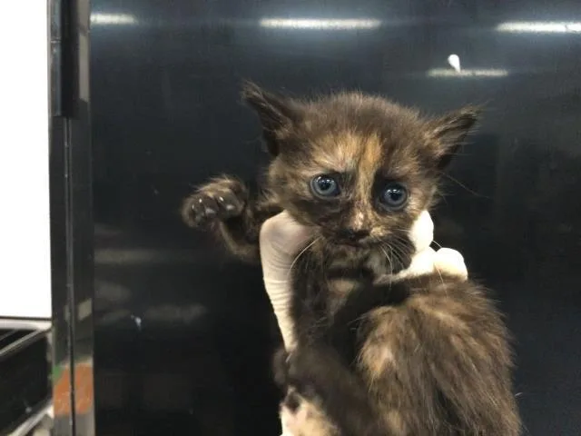 A baby small-sized female Domestic Short Hair cat named Kimmie for adoption in Thousand Palms, CA