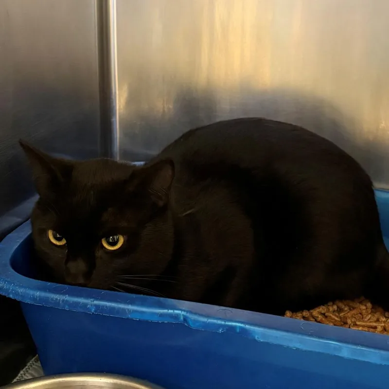 An adult small-sized male Black Domestic Short Hair cat named Slurpee for adoption in Chehalis, WA