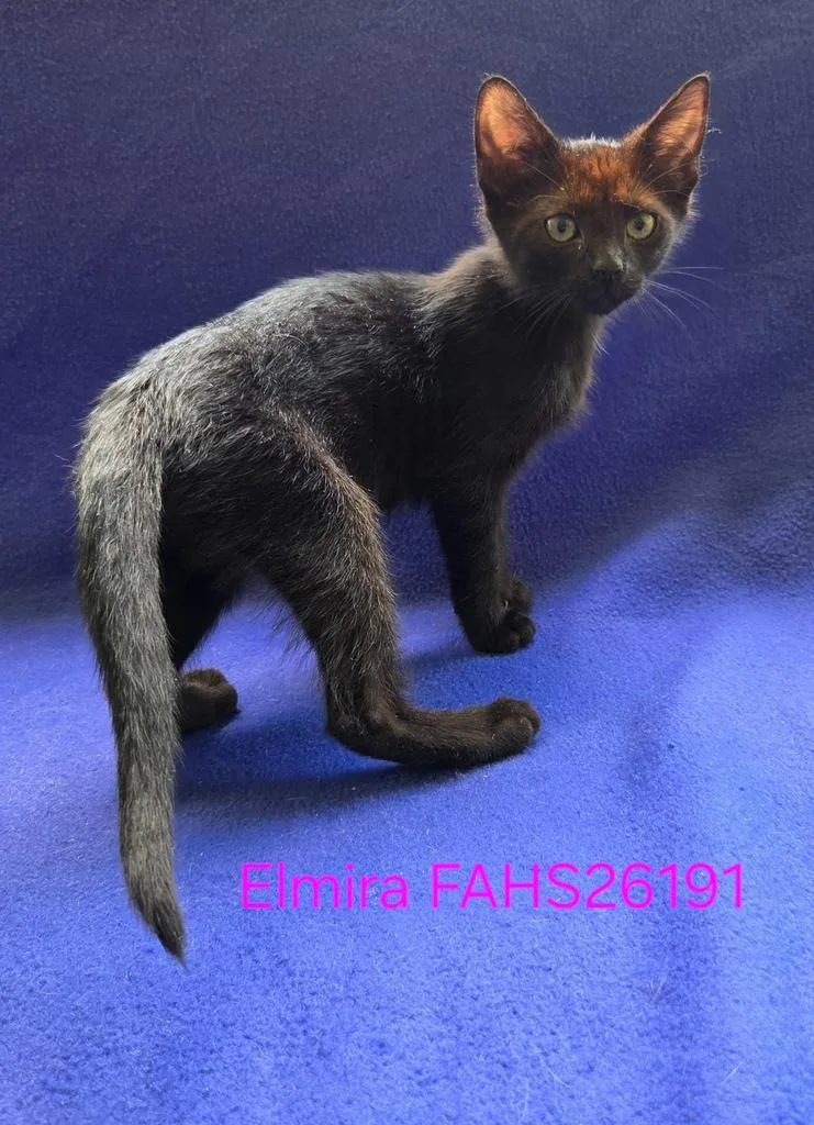 A baby medium-sized female Domestic Short Hair cat named Elmira for adoption in Florence, SC