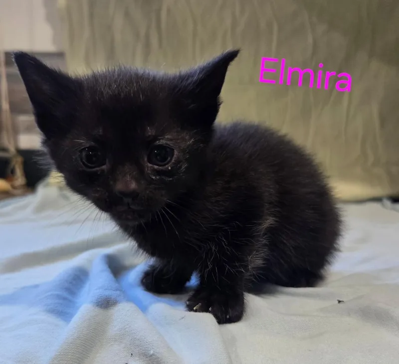 Elmira thumbnail 2
