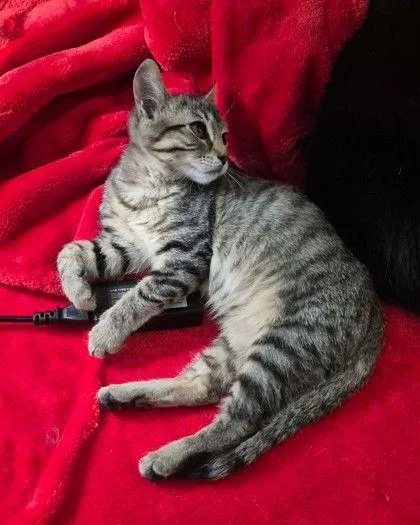 A baby small-sized male Domestic Short Hair cat named George for adoption in Williamsport, PA