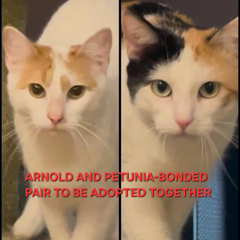An adult small-sized male Orange / Red Domestic Short Hair cat named Arnold for adoption in debary, FL