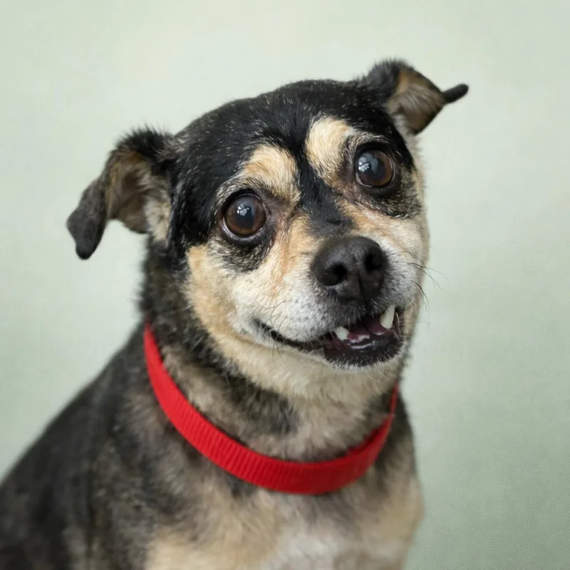 A senior medium-sized male Mixed Breed dog named Sriracha for adoption in Kokomo, IN