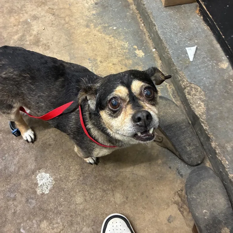 Sriracha thumbnail 2