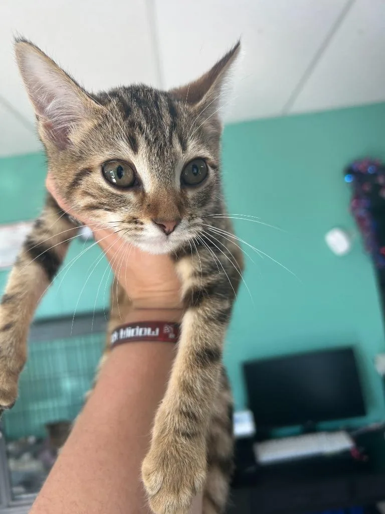 Tabby
