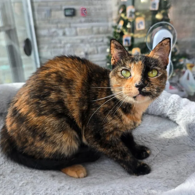 A young medium-sized female Domestic Short Hair cat named Nala for adoption in Wellington, KS