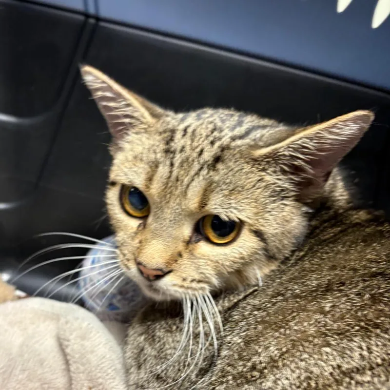 A young medium-sized female Brown / Chocolate Domestic Short Hair cat named Mama Hazel for adoption in Mount Juliet, TN