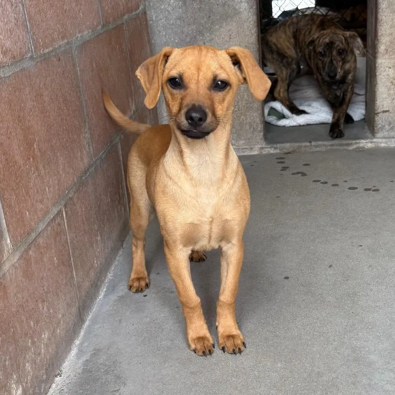 A baby small-sized female Yellow / Tan / Blond / Fawn Dachshund dog named Cher for adoption in Santa Barbara, CA