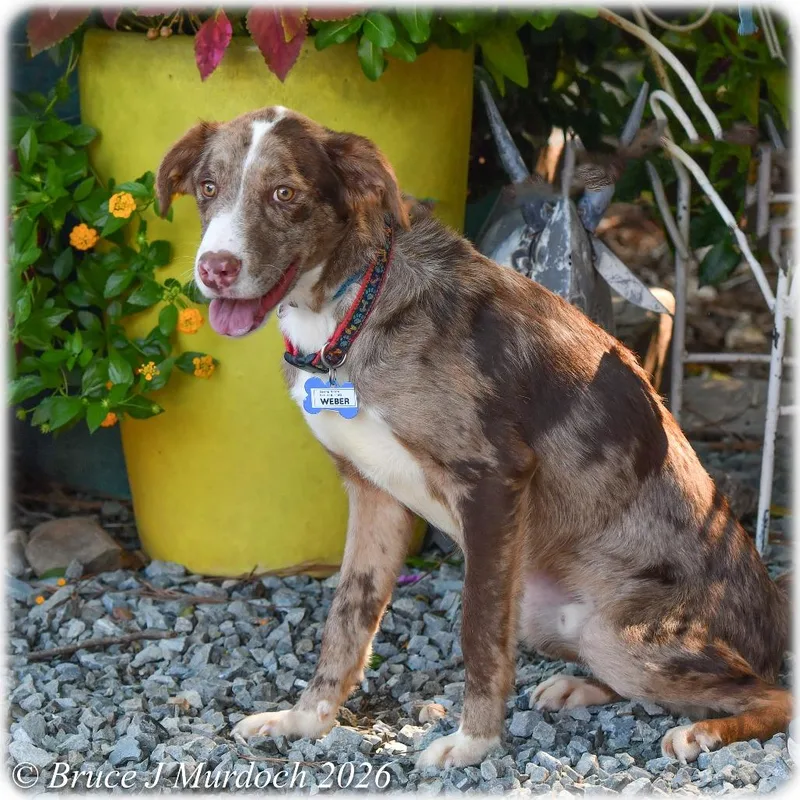 An adult medium-sized male Brown / Chocolate Australian Shepherd dog named Weber for adoption in Wake Forest, NC