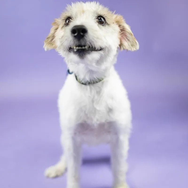 An adult medium-sized male White / Cream Jack Russell Terrier dog named Dj for adoption in Portland, OR