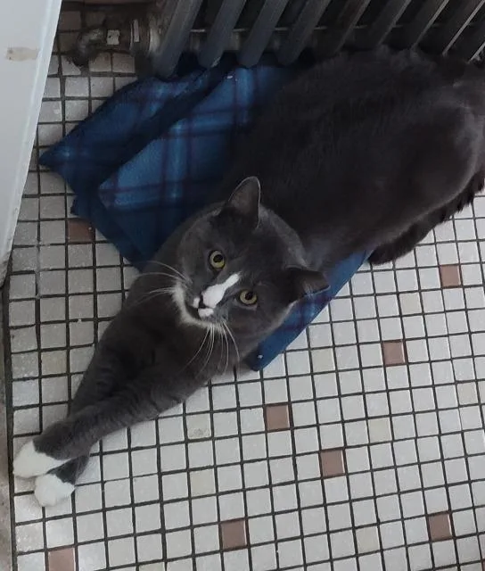 A young medium-sized male Domestic Short Hair cat named Lothar for adoption in Pawtucket, RI