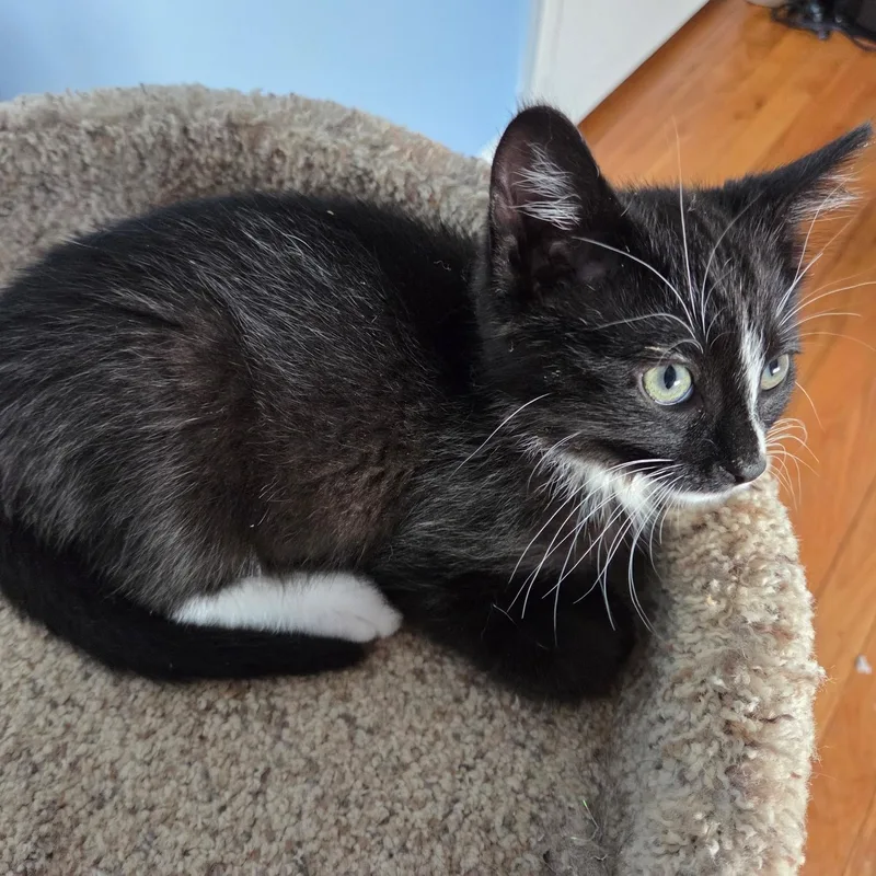 A baby small-sized male Black & White / Tuxedo Domestic Short Hair cat named Tuck for adoption in Fairfax Station, VA