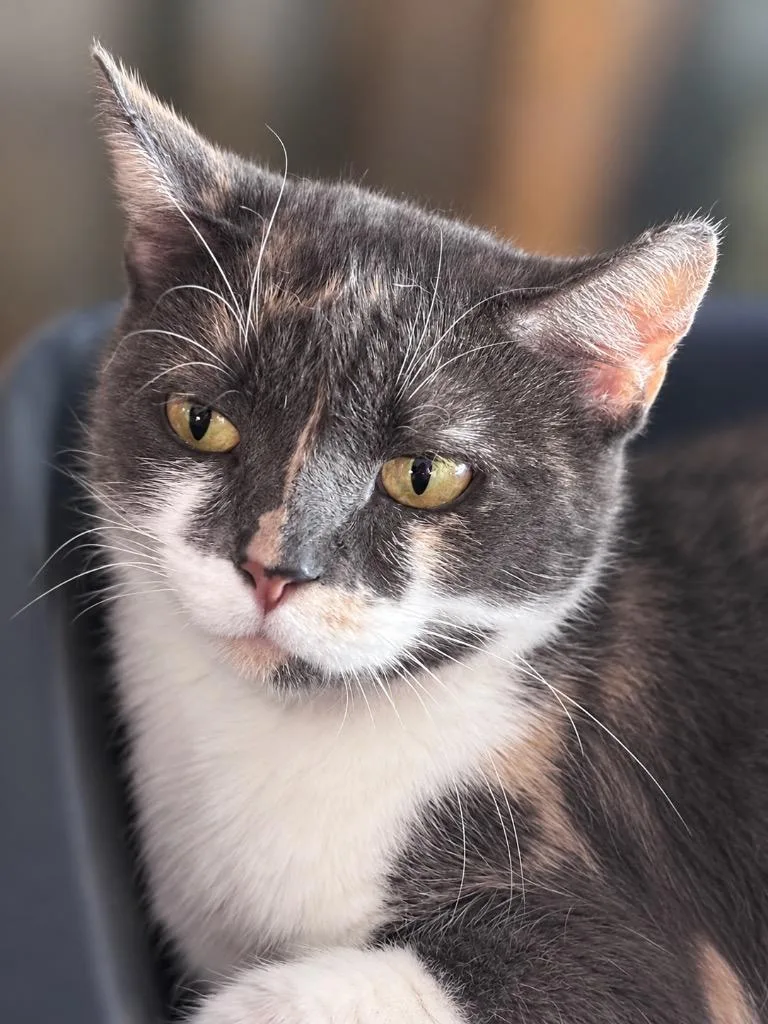 An adult small-sized female Domestic Short Hair cat named Muffin for adoption in Gorham, ME