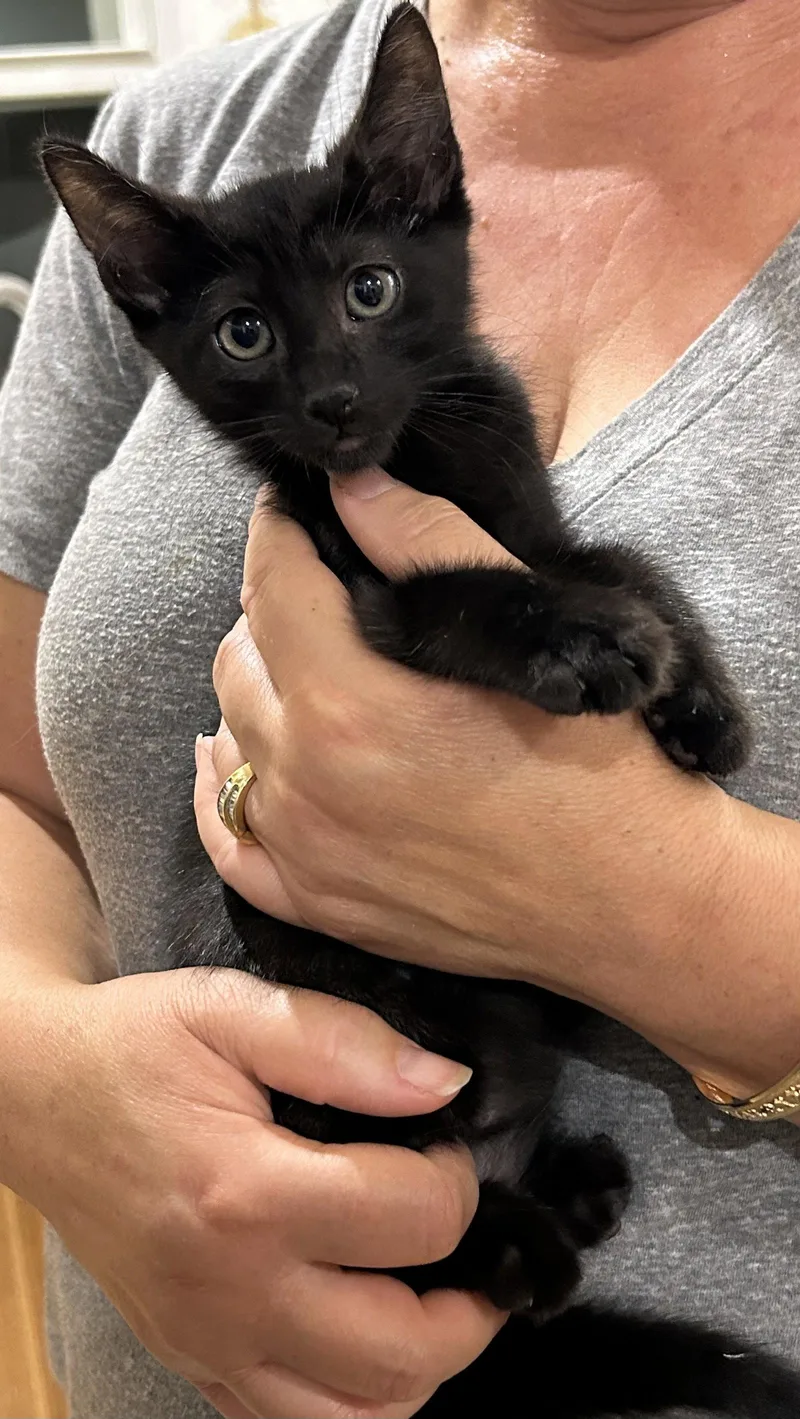 A baby medium-sized male Siamese cat named Ollie Pop for adoption in Napa, CA