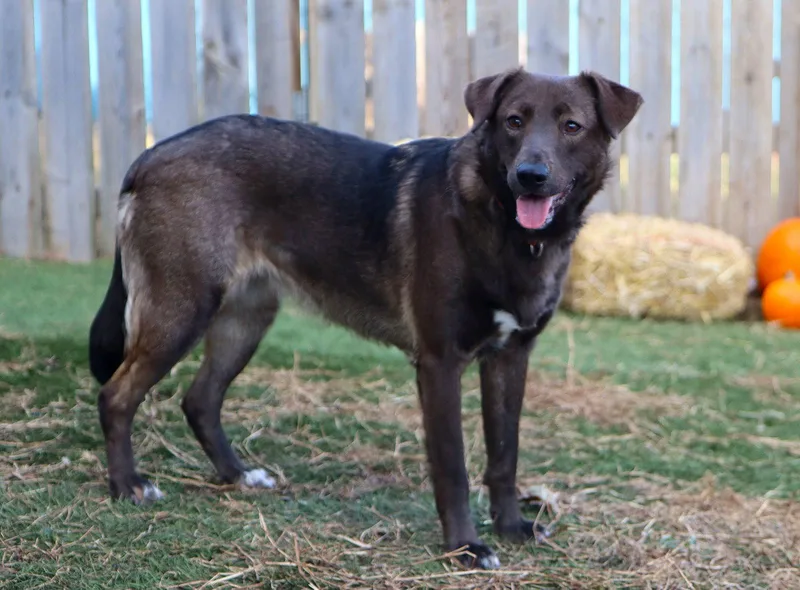 A young medium-sized female Schipperke dog named Maple for adoption in Kansas City, MO
