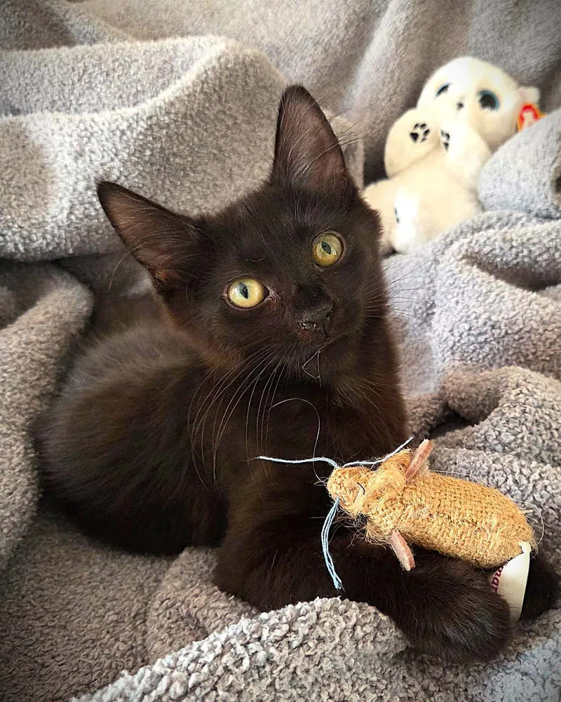 A baby medium-sized female Black Domestic Long Hair cat named Princess & Felix for adoption in Brooklyn, NY