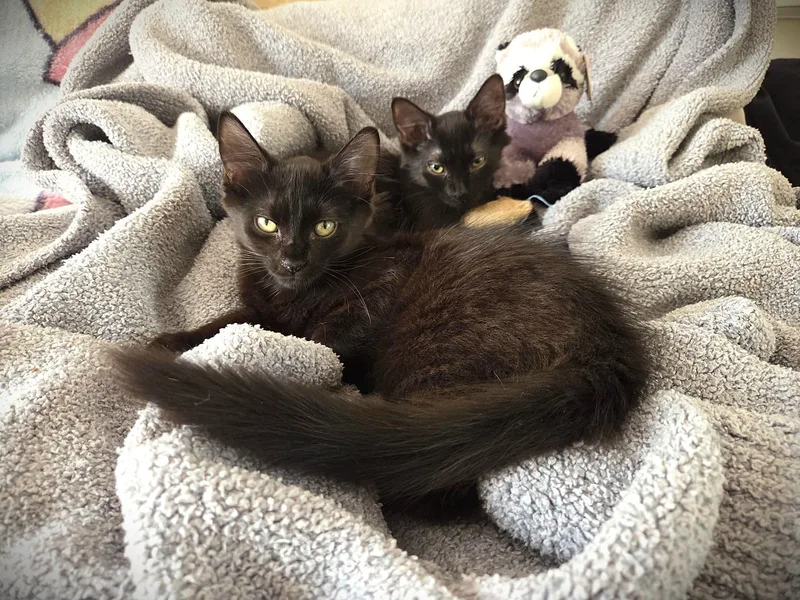 Princess & Felix thumbnail 2