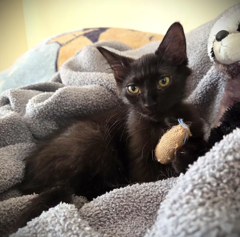 Princess & Felix thumbnail 3