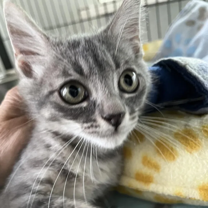 A baby small-sized male Gray / Blue / Silver Domestic Short Hair cat named Skillet for adoption in Sarasota, FL