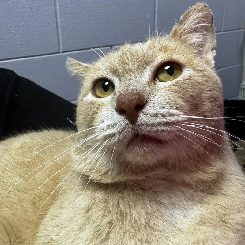An adult medium-sized male Buff / Tan / Fawn Domestic Short Hair cat named Saber for adoption in Brookfield, WI