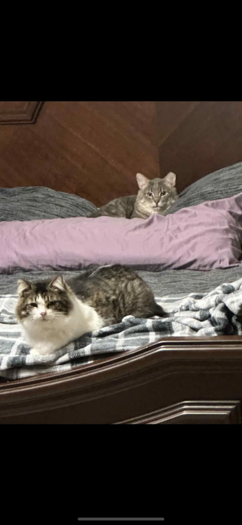 Charlie & Beauty thumbnail 4