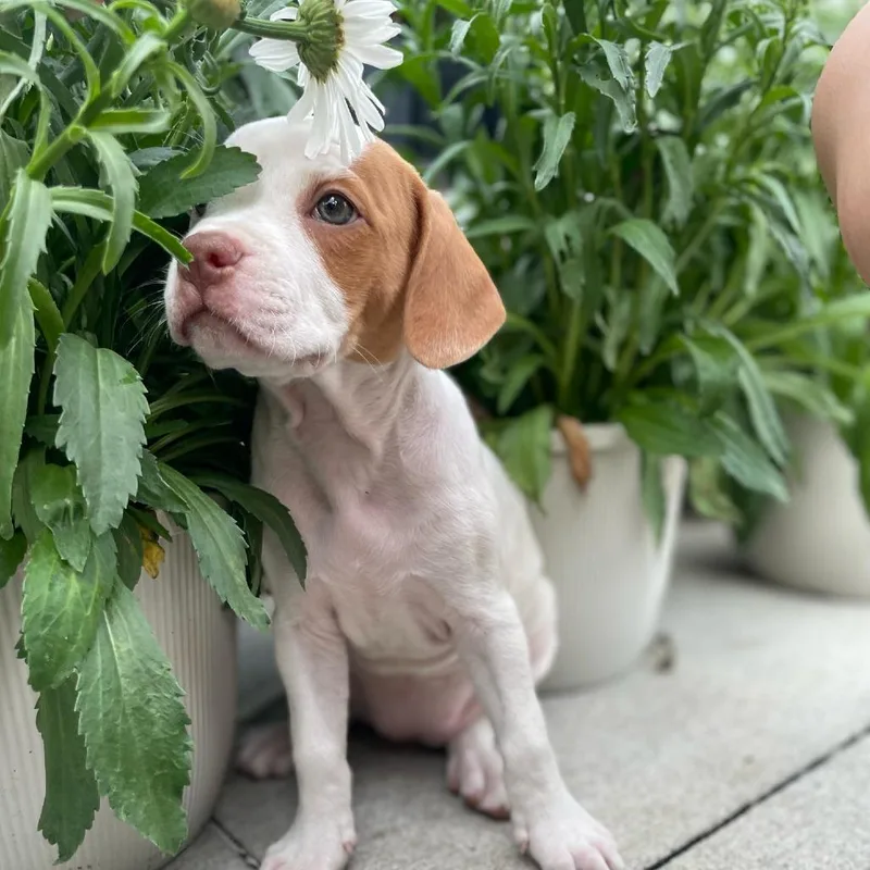 A baby medium-sized female White / Cream Hound dog named Indi for adoption in Melrose, FL