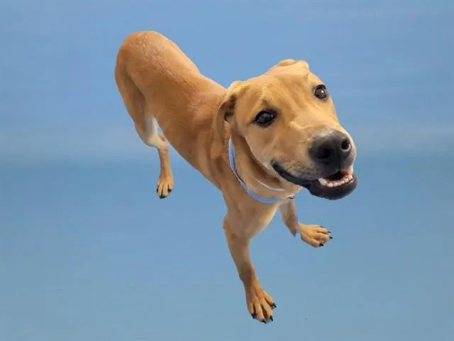 A young small-sized male Australian Cattle Dog / Blue Heeler dog named Rio for adoption in Colorado Springs, CO