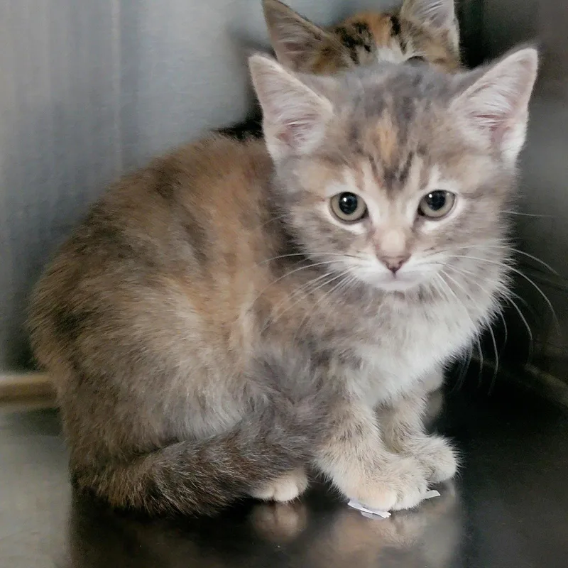 A baby medium-sized female Dilute Tortoiseshell cat named Lucy microwaveboxlitter for adoption in Houston, TX