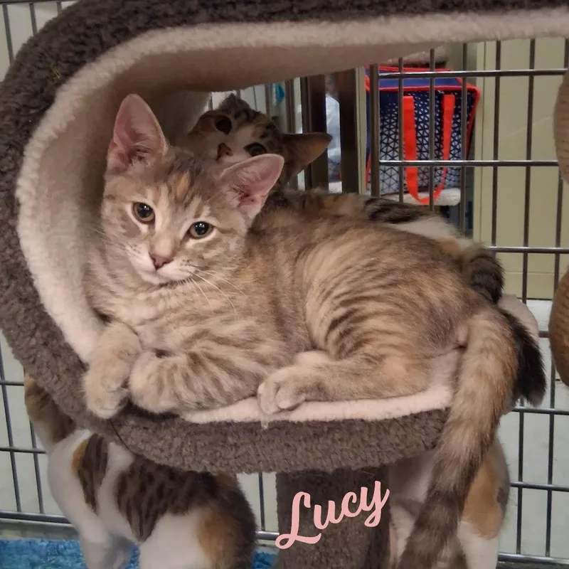 Lucy microwaveboxlitter thumbnail 3