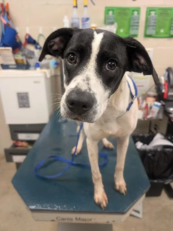 An adult medium-sized female White / Cream Pointer dog named Nesi for adoption in Mobile, AL