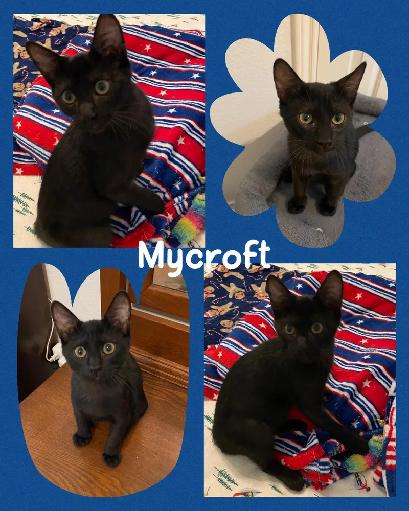 A baby medium-sized male Black Domestic Short Hair cat named Mycroft for adoption in Fort Worth, TX