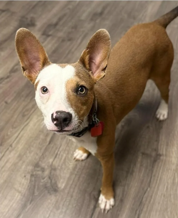 A young medium-sized male Tricolor (Brown, Black, & White) Basenji dog named Haku for adoption in Sedalia, CO