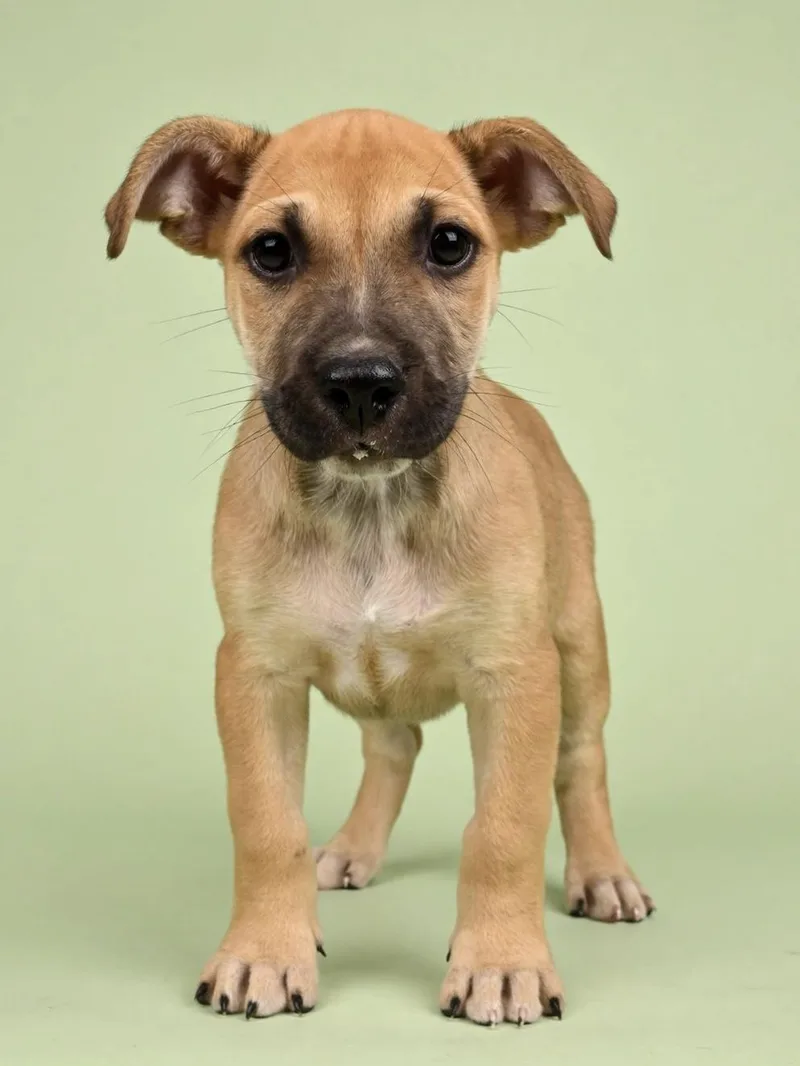 A young medium-sized female Terrier dog named Basil for adoption in Gulfport, MS