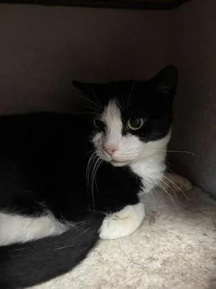 An adult small-sized female Domestic Short Hair cat named Lovey for adoption in Palm Coast, FL