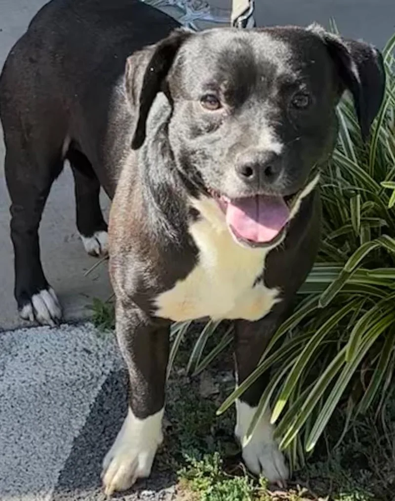 A young large-sized male Basset Hound dog named Smokey for adoption in Elizabethton, TN