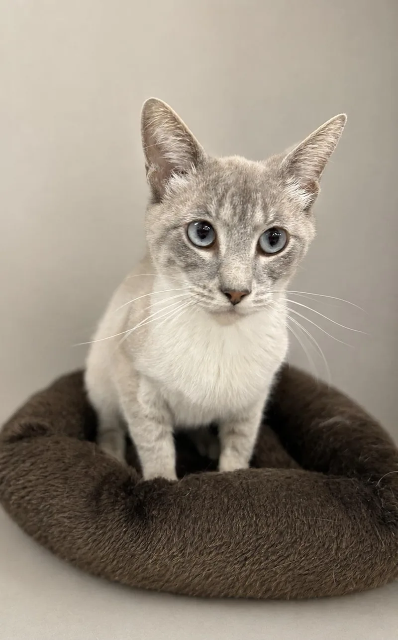 A young medium-sized female Blue Cream Domestic Short Hair cat named Loretta for adoption in Greensboro, NC
