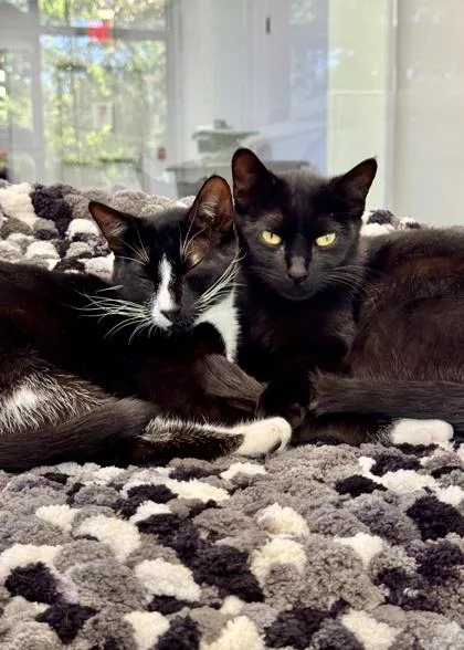 An adult small-sized female Domestic Short Hair cat named Chess for adoption in Madison, NJ