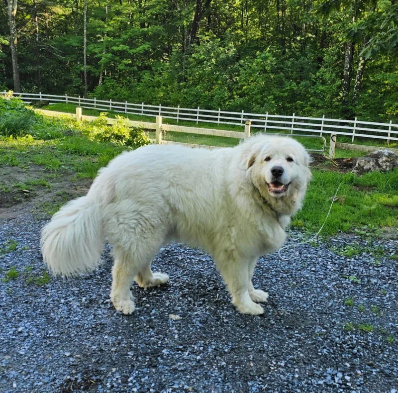 WYNTER CLOUD in NH