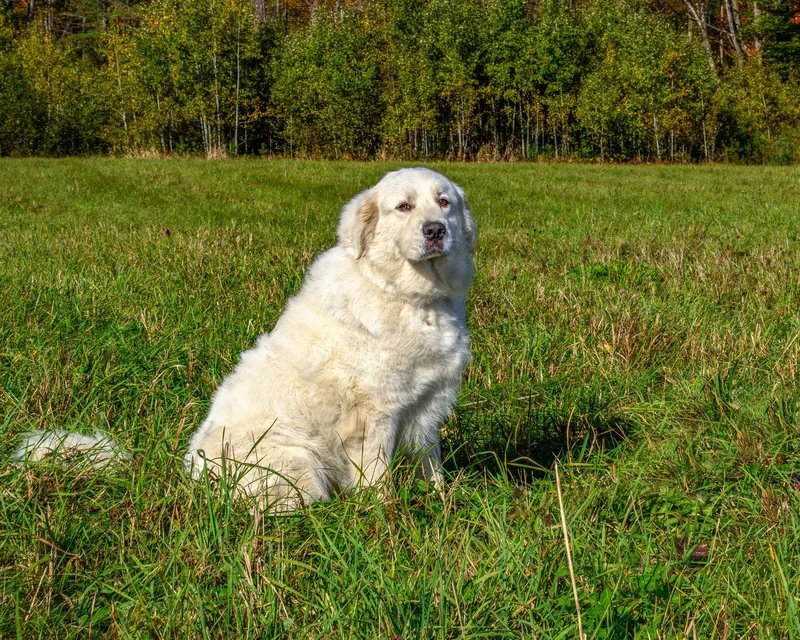 WYNTER CLOUD in NH thumbnail 2