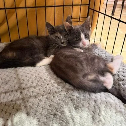 A baby small-sized female Gray / Blue / Silver Domestic Short Hair cat named Margaret for adoption in Los Angeles, CA