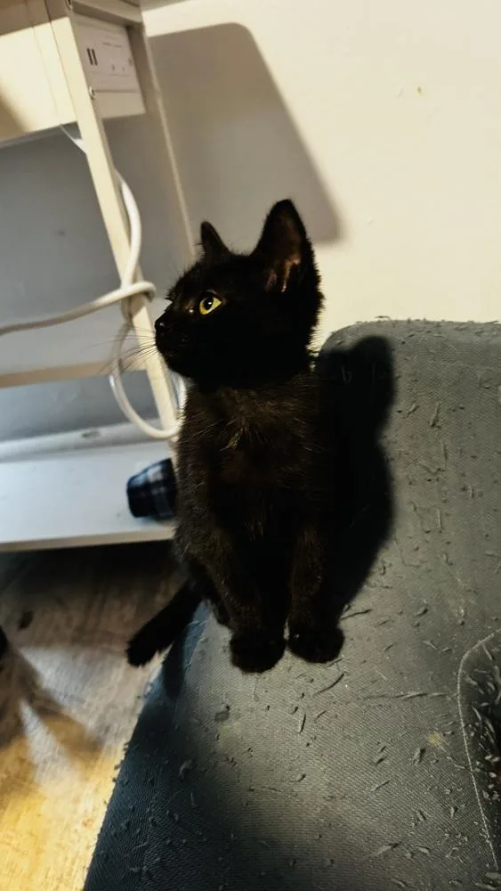 A baby small-sized female Domestic Short Hair cat named Squash for adoption in Dallas, TX
