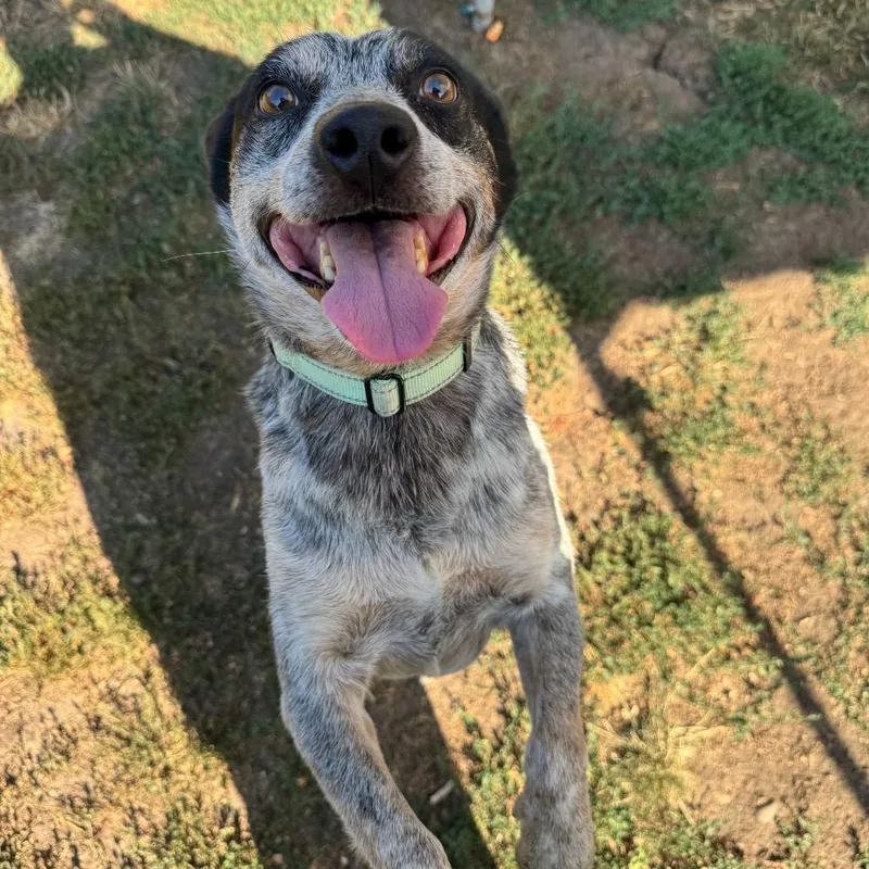 An adult medium-sized male Gray / Blue / Silver Mixed Breed dog named Trooper for adoption in Medford, OR